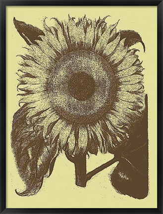 Framed Sunflower 4 Print