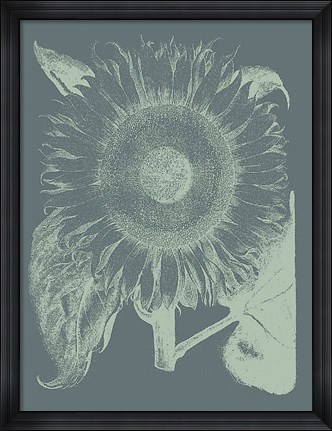 Framed Sunflower 7 Print