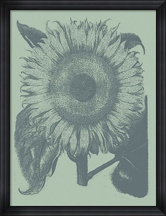 Framed Sunflower 8 Print
