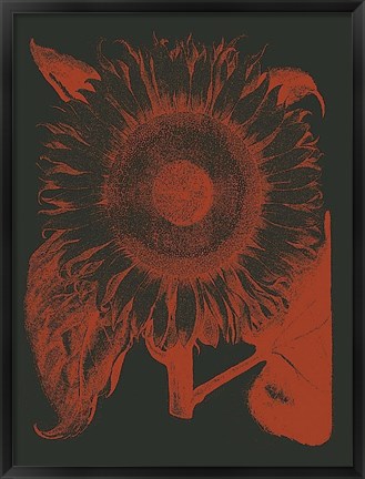 Framed Sunflower 10 Print