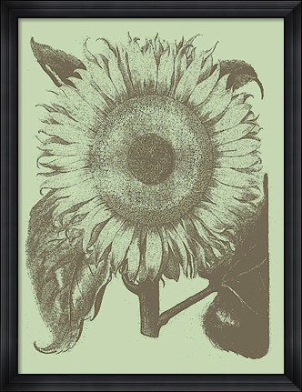 Framed Sunflower 11 Print