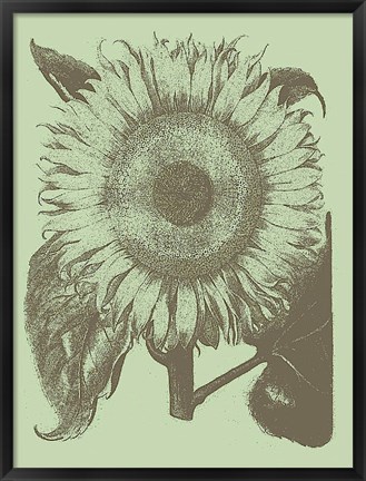 Framed Sunflower 11 Print