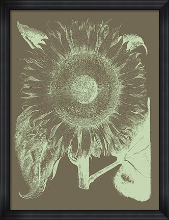 Framed Sunflower 12 Print
