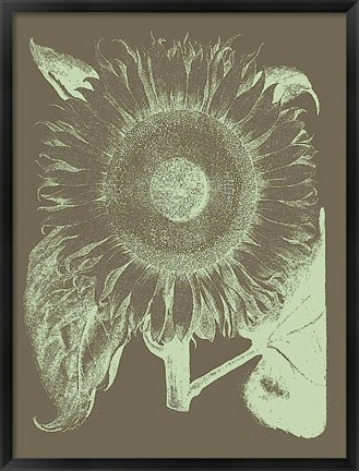 Framed Sunflower 12 Print