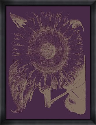 Framed Sunflower 13 Print