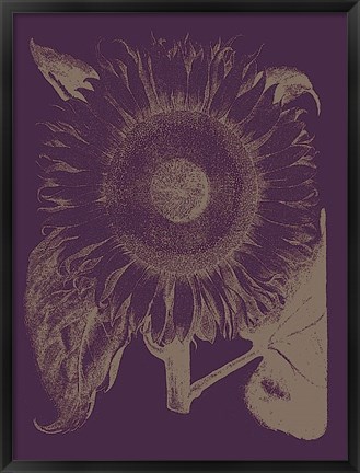 Framed Sunflower 13 Print