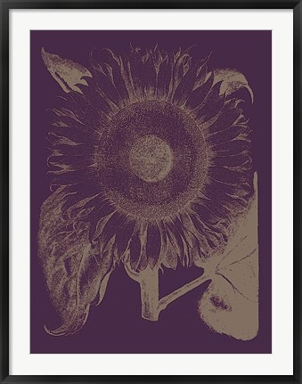 Framed Sunflower 13 Print