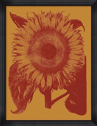 Framed Sunflower 15 Print