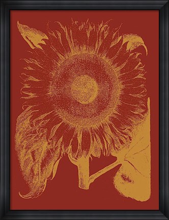 Framed Sunflower 16 Print