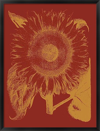 Framed Sunflower 16 Print