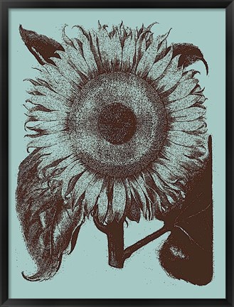 Framed Sunflower 18 Print