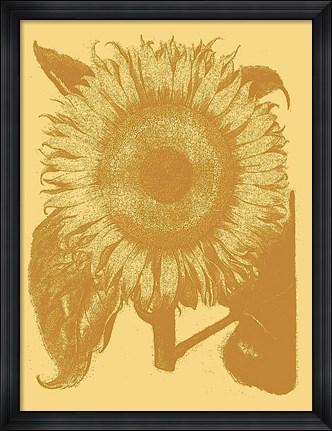 Framed Sunflower 19 Print