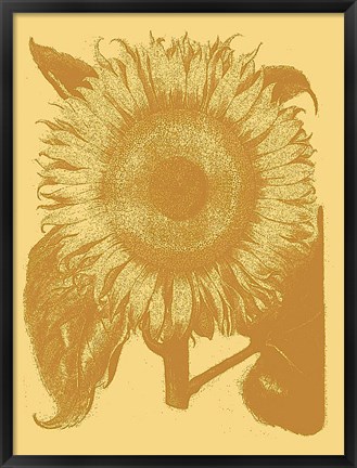 Framed Sunflower 19 Print