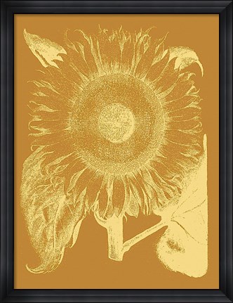 Framed Sunflower 20 Print