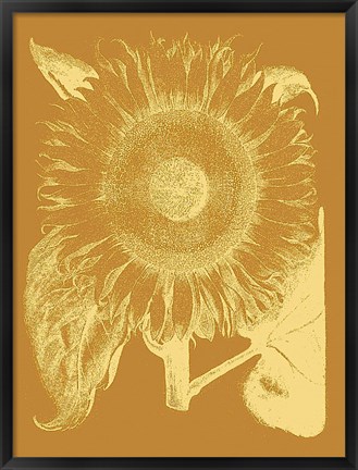 Framed Sunflower 20 Print