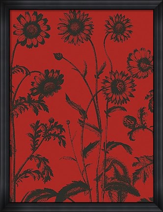 Framed Chrysanthemum 9 Print