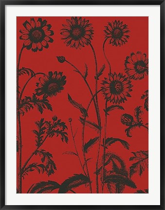 Framed Chrysanthemum 9 Print