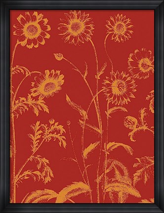 Framed Chrysanthemum 16 Print