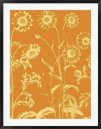 Framed Chrysanthemum 20 Print