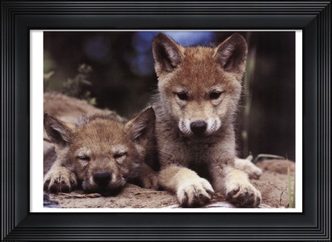 Framed Spring Wolf Pups Print