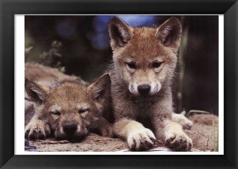 Framed Spring Wolf Pups Print