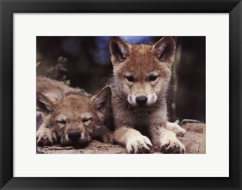 Framed Spring Wolf Pups Print