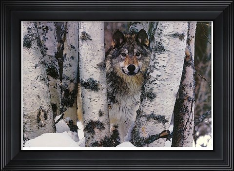 Framed Mountain Ranger Print