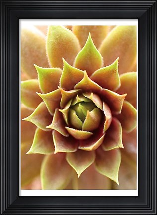 Framed Fire Island 703 Print