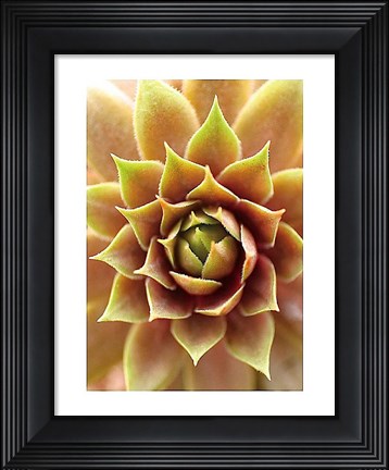 Framed Fire Island 703 Print