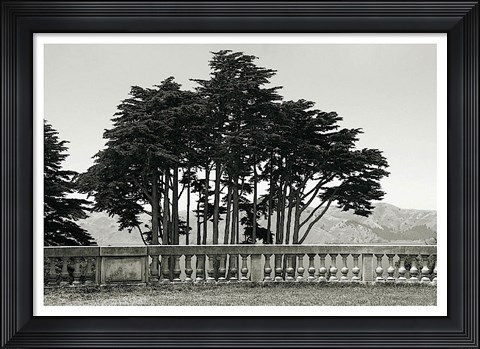 Framed Cypress Trees and Balusters Print