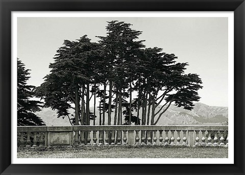 Framed Cypress Trees and Balusters Print