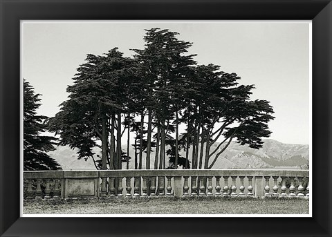 Framed Cypress Trees and Balusters Print