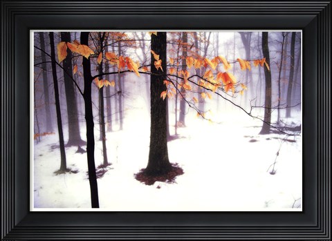 Framed Quiet Woods Print