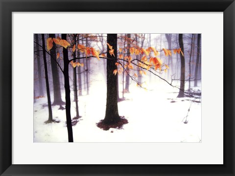 Framed Quiet Woods Print