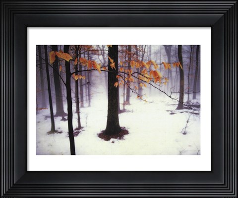 Framed Quiet Woods Print