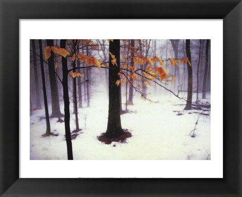 Framed Quiet Woods Print