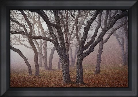 Framed Pilot Road Trees Print