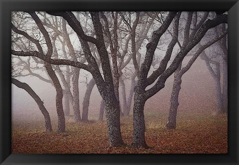 Framed Pilot Road Trees Print