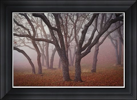 Framed Pilot Road Trees Print