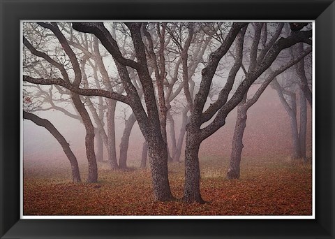 Framed Pilot Road Trees Print