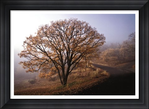 Framed Clearing Print