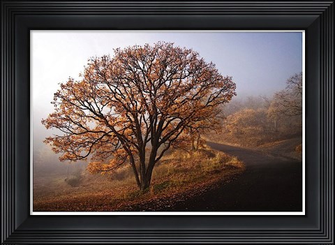 Framed Clearing Print