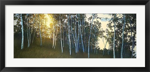 Framed Hillside Birches Print