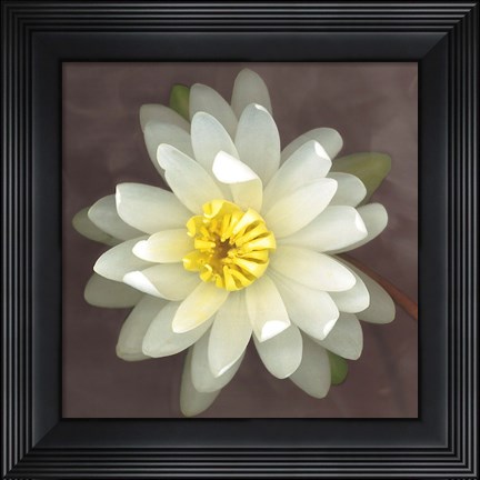 Framed Water Lily Print