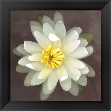 Framed Water Lily Print