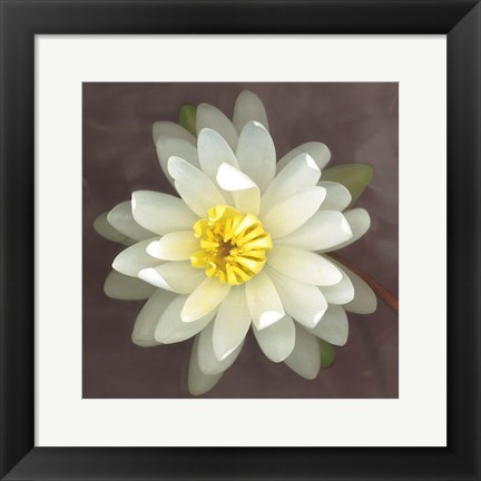 Framed Water Lily Print