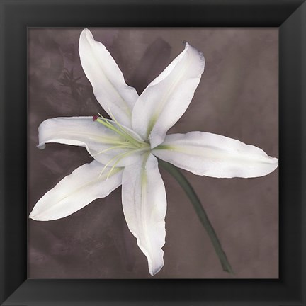 Framed White Lily Print