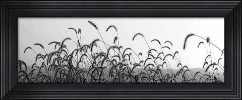 Framed Autumn Light Print