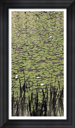 Framed Lily Pond II Print