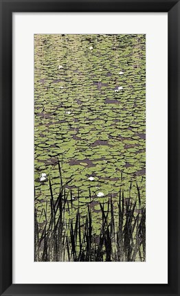 Framed Lily Pond II Print
